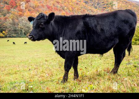 Primo piano di mucca pascolo in pascolo circondato da fogliame autunnale - vicino Tuckasegee, Carolina del Nord, USA Foto Stock