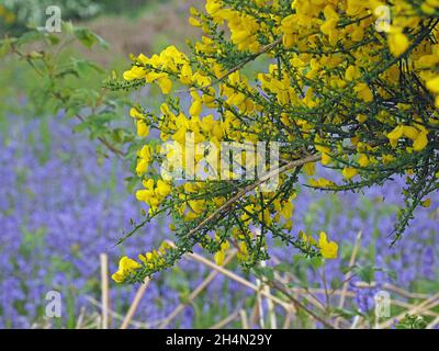 Fiori gialli luminosi di scopa selvaggia contrastano con il tappeto blu di Bluebells (Hyacinthoides non-scripta) East Kilbride, Scozia, Regno Unito Foto Stock