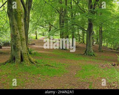 La luce del sole filtra attraverso il verde fresco baldacchino e sentieri si snodano tra tronchi lisci di alberi di faggio (Fagus sylvatica) in Spring Woodland - Scozia, Regno Unito Foto Stock