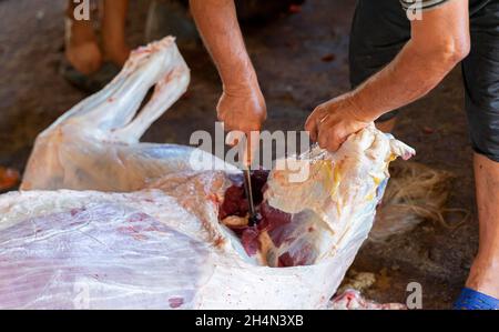 Un macellatore di cavalli che taglia la zampa posteriore da una carcassa di cavallo scuoiata. Cavallo di smembramento per la produzione di carne. Foto Stock