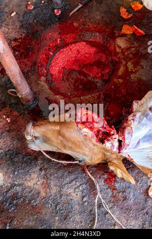 Tagliare la testa del cavallo sul pavimento coperto di sangue in una casa di fattoria. Foto Stock