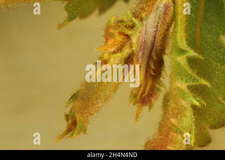 Macro vista di nuova crescita su Dryandra foglia di quercia (Dryandra quercifolia) Foto Stock