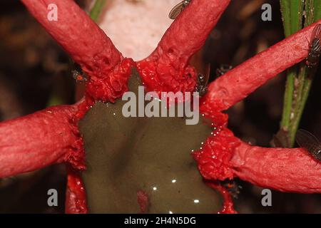 Anemone stinkhorn (Aseroe rubra) con dungfalle nutritrici (Sphaeroceridae) Foto Stock