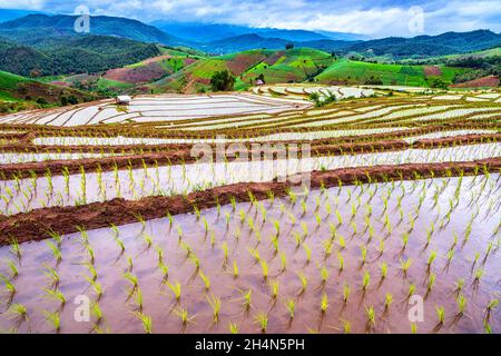 Riso terrazzato al villaggio di Pa Bong Piang, distretto di Mae Chaem, Chiang mai, Thailandia. Foto Stock