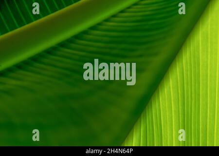 Trama di foglie verdi di un palmo di banana. Sfondo di foglie esotiche. Primo piano. Foto Stock
