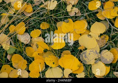 Foglie di aspen gialle sul terreno Foto Stock