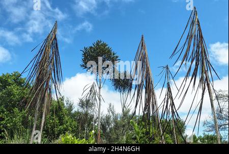 Alberi di Lancewood che mostrano tre fasi di crescita, sulla Ohakune Old Coach Road nel Parco Nazionale di Tongariro Nuova Zelanda Foto Stock