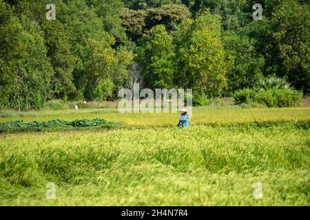 TA Pa campo di riso al mattino bello nelle giornate di riso maturo Foto Stock