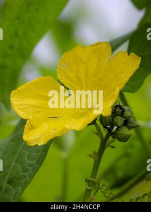 Primo piano di giallo Luffa maschio (Loofah) fiore in un giardino di zucca spugna