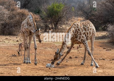 Giraffe sale di leccatura nella Riserva Naturale in Sudafrica Foto Stock