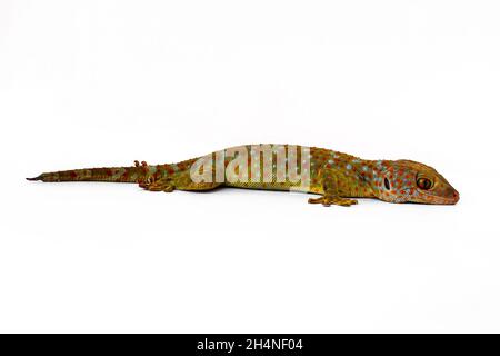 Un gecko visto dal lato, isolato su uno sfondo bianco, concetto di natura Foto Stock