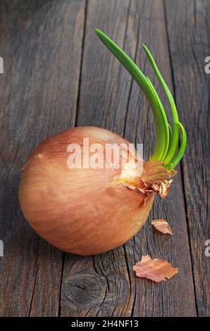 Grande cipolla con piume verdi crescenti su vecchio sfondo di legno da vicino Foto Stock