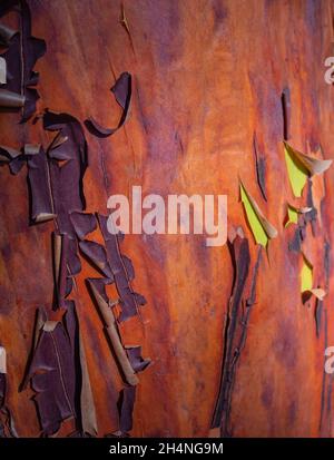 Dettagli della corteccia su un albero di madrona -arbutus menziesii- Madrona peeling. Nessuno, fuoco selettivo, texture, sfondo Foto Stock