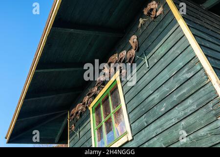 I trofei di pesca si sono inchiodati al muro di una boathouse nell'arcipelago di Espoo, in Finlandia Foto Stock