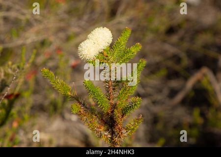 Flora sudafricana: Berzellia sp., vista a nord di Barrydale nel capo occidentale del Sudafrica Foto Stock