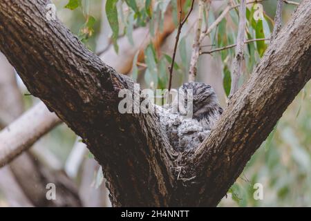 Frosgmouth tawny seduto su un nido Foto Stock