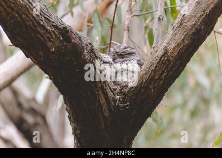 Frosgmouth tawny seduto su un nido Foto Stock