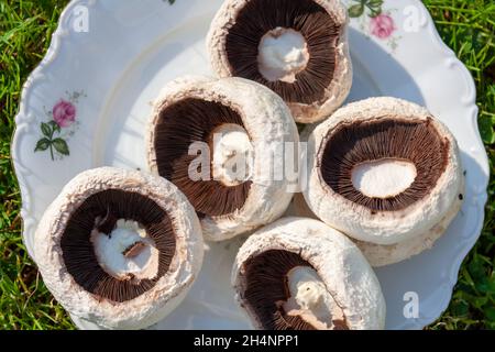 Macroscopio di hymenofori di caps champignon tagliati anche noto come Agaricus bisporus su un piatto bianco Foto Stock