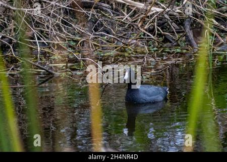 Un cot americano a Hilton Head Island, South Carolina Foto Stock