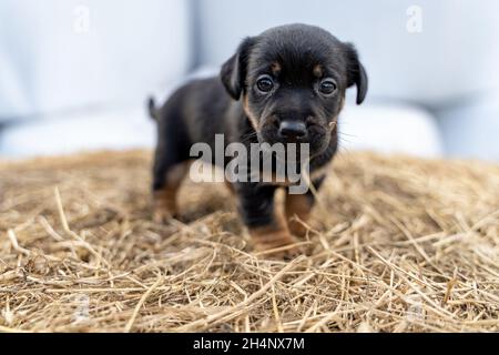 Il marrone Jack Russell di un mese si erge su un fieno. Fuori per la prima volta, temi animali, fuoco selettivo, sfocatura Foto Stock