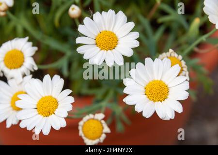 Closeup shot di margherite anche noto come Bellis perennis che cresce in un flowerpot arancione Foto Stock