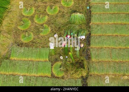 Gli agricoltori stanno raccogliendo piante di sedge nel più grande campo di sedge in Vietnam. Foto scattate dall'alto Foto Stock