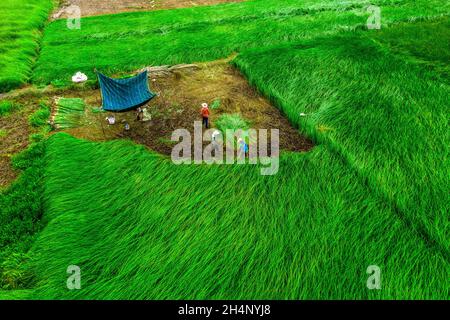 Gli agricoltori stanno raccogliendo piante di sedge nel più grande campo di sedge in Vietnam. Foto scattate dall'alto Foto Stock