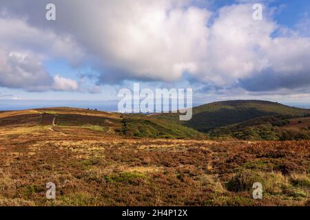 Ottobre escursione sul paesaggio arido delle colline Quantock, Somerset sud-ovest Inghilterra Regno Unito Foto Stock