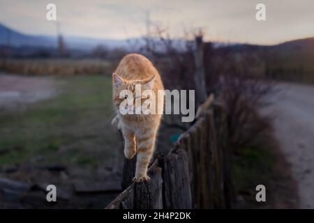 Recinzione di legno di gatto a strisce rosse. Squinted va verso. Il concetto di vita del villaggio, comfort, relax, malessere. Ritratto di un animale in selecti Foto Stock