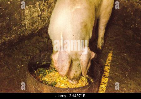 Naso di maiale nella penna. Focus è sul naso. Profondità di campo. Foto Stock