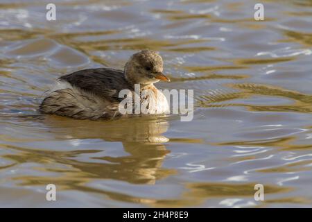 Piccolo grasso (Tachybaptus ruficollis) piumaggio invernale parti superiori marrone scuro tamponano le parti inferiori e ha polvere biancastra puff di piume all'estremità posteriore Foto Stock