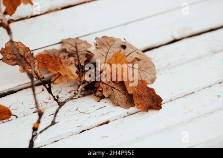 Un sottile ramo curvo con belle foglie di quercia giallastra giace su un fondo di legno bianco. L'inizio dell'autunno. Foto Stock