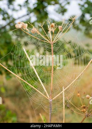 Dovete essere in su piacevole e presto per ottenere questo colpo- le prime vele del ragno del mattino, bejeweled dalle goccioline d'acqua, su una mattina di autunno di nebbia. Questo era se Foto Stock