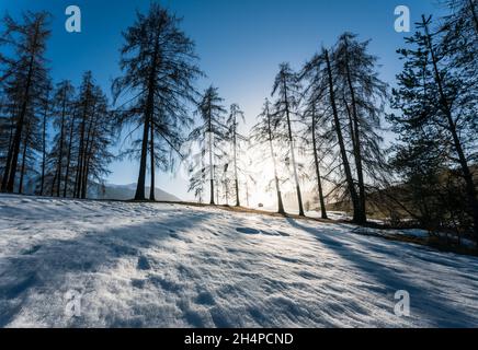 Paesaggio invernale alpino con sole splendente dietro larici e fienile sul prato nevoso, Mieming, Tirolo, Austria Foto Stock