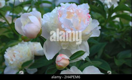 Fiori di peonia bianca in fiore nel giardino estivo Foto Stock