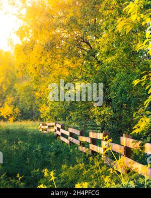 Recinzione in legno rurale in prato verde. Luce del sole gialla che brilla attraverso gli alberi in campo con erba fresca. Luce del sole del mattino. Le vibrazioni estive. Campagna Foto Stock