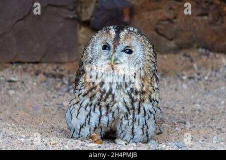 Strix aluco - Cute Tawny Owl seduta a terra Foto Stock