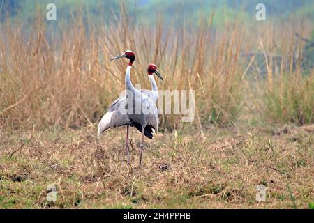 Coppia di gru Sarus in piedi in un campo Foto Stock