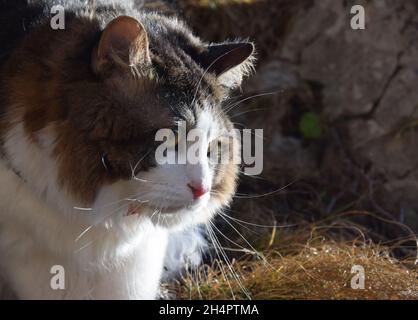 Un bel gatto di Bobtail Kurilian cammina attraverso la foresta. PET, primo piano verticale. Soffice gatto bicolore con strisce. Foto Stock