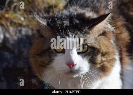 Un bel gatto di Bobtail Kurilian cammina attraverso la foresta. PET, primo piano verticale. Soffice gatto bicolore con strisce. Foto Stock