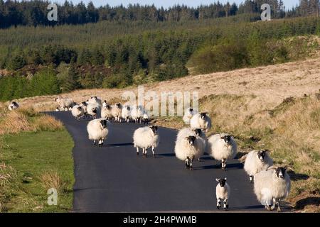 Le pecore e gli agnelli scozzesi di colore nero sulla strada, Fell of Langhead nr Gatehouse of Fleet, Dumfries & Galloway, Scozia Foto Stock