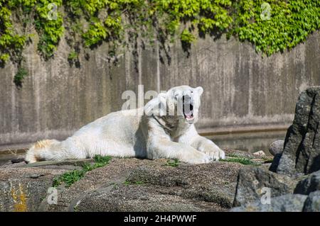 Orso polare dallo zoo di Berlino sdraiato e rilassato. Grande predatore che è molto interessante. Foto Stock