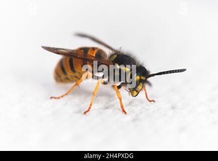 WASP (vespula vulgaris) - isolato su sfondo bianco Foto Stock