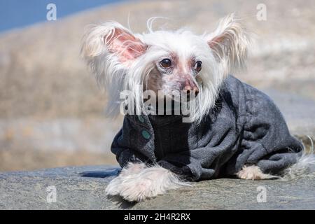 Ritratto di sorprendente cinese Crested Dog in estate Foto Stock