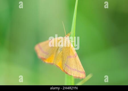 Falena gialla con bretella viola - Lythria cruentaria, bella falena colorata dai prati e dalle praterie europee Foto Stock