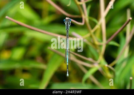 Dragonfly seduto su un bastone asciutto, fauna selvatica. Una sottile libellula blu si trova su una stretta foglia d'erba. Fuori fuoco. Foto Stock