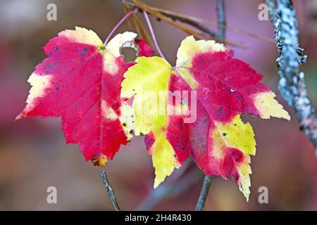 Le foglie di acero cambiano a colori autunnali - primo piano Foto Stock