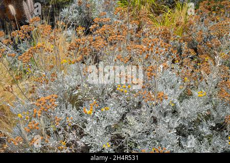 Particolare di una pianta fiorita di Helichrysum (detta anche pianta di curry o fragola italiana) in estate, Toscana, Italia Foto Stock