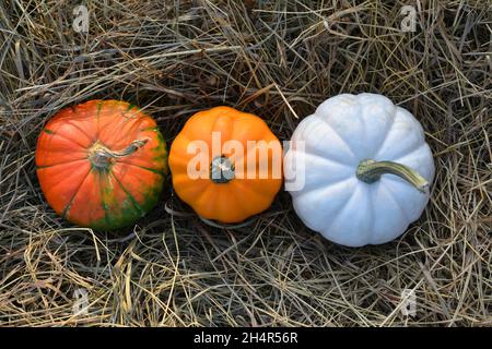 Tre colori di zucche su paglia. Sfondo autunno. Foto Stock