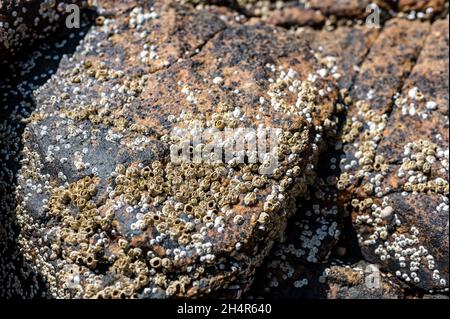 I granai esposti su una roccia a bassa marea vicino a piscine di acqua salata Foto Stock